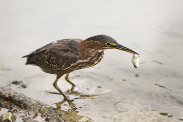 Groene reiger heeft een klein visje gevangen.