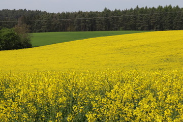 Rapsfelder im Frühling