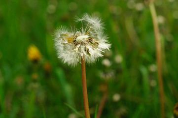Spring flowers beautiful dandelions in green grass.