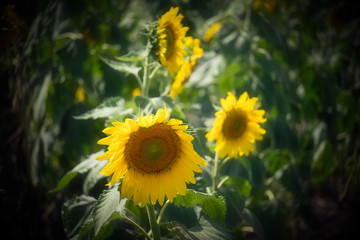 A Trio of Sunflowers