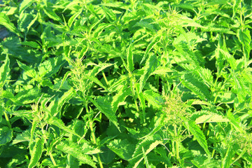 green high nettle