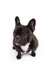 Black french bulldog on white background