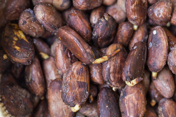 Cocoa seed sprouting background