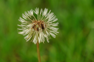Spring flowers beautiful dandelions in green grass.