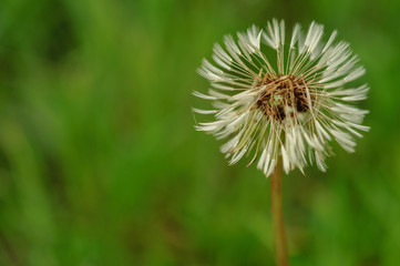 Spring flowers beautiful dandelions in green grass.