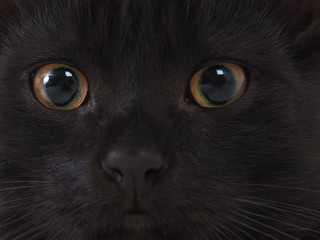 Cat eyes, black fur. Cat with yellow green eyes