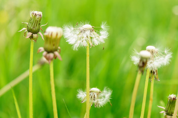 Spring flowers beautiful dandelions in green grass.