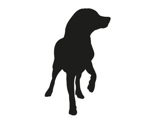 silhouette of a dog is black