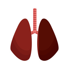 lung human organ healthy anatomy vector illustration