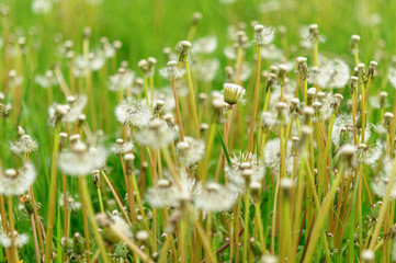 Spring flowers beautiful dandelions in green grass.