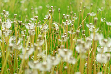 Spring flowers beautiful dandelions in green grass.