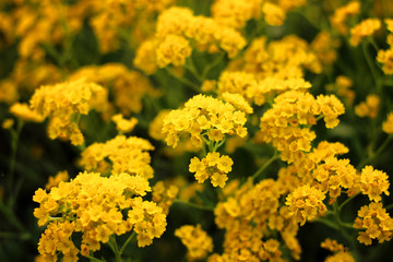 Beautiful yellow small flowers close up grows in the garden outdoor
