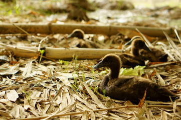 Black duck resting in bamboo garden