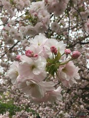 Fototapeta premium 桜