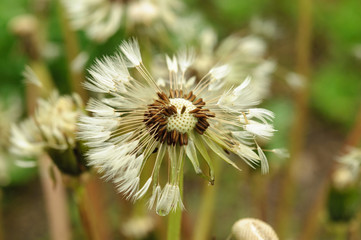 Close-up of wet dandelion seed with drops