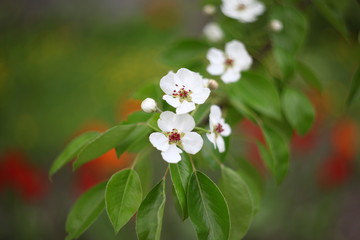 Flowers bloomed on a pear tree in the spring in May