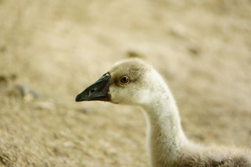 Closeup of goose head