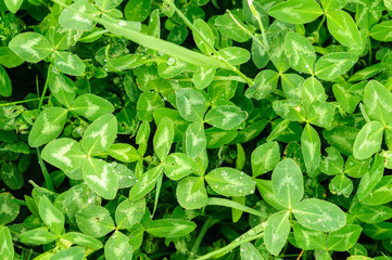 Close-up of wet dandelion seed with drops