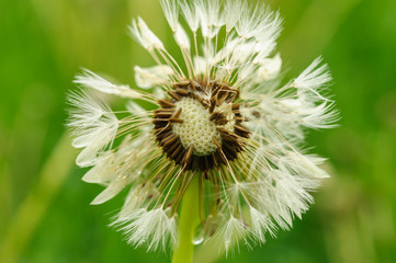 Fototapeta premium Close-up of wet dandelion seed with drops