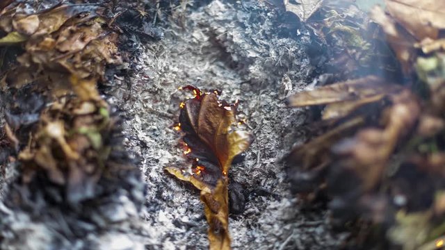 Timelapse video of a burning oak leaf rising from the ashes of a big pile of leaves and twigs in autumn in 4k 3840pixels, 15fps