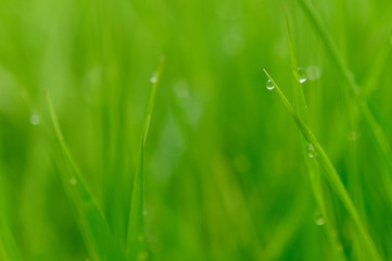 Fototapeta premium green grass with water drops