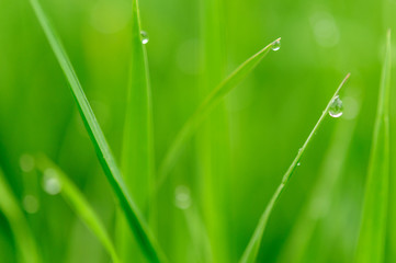 Fototapeta premium green grass with water drops