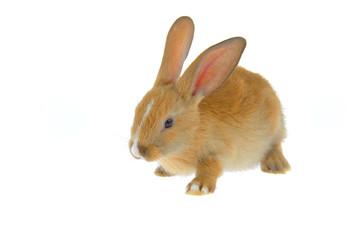 Obraz premium The rabbit in a white background
