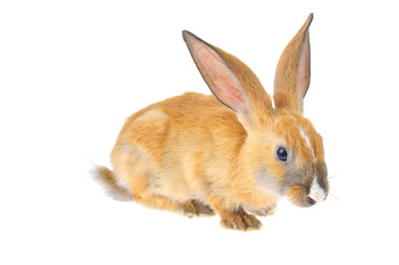 The rabbit in a white background