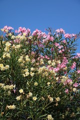 Yellow and pink blooming oleander trees on the shores of Lake Como in Bellagio, Italy