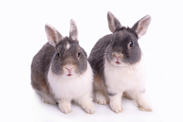 Cute little rabbits isolated