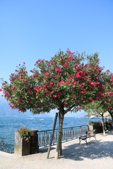 Pink blooming oleander tree on the shores of Lake Como in Bellagio, Lombardy Italy 