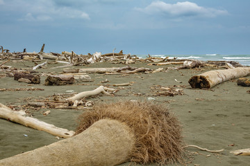 Beach with many trunks