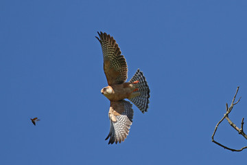 Female red-footed falcon, Falco Vespertinus, taking off from a tree branch to capture a large beetle in flight against blue skies