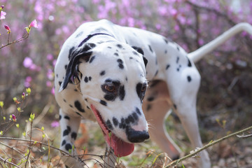 Dalmatian