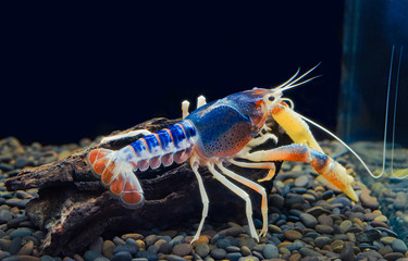 Beautiful crayfish in aquarium.