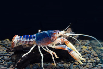 Beautiful crayfish in aquarium.
