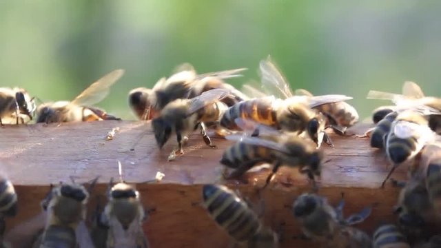 Bees in evening rays of sun.
Video for relaxation. Warm tones and slow flapping insect wings calming effect.
