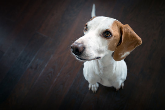 Kleiner Hund wartet auf Futter, lustige Perspektive