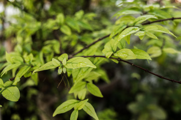 Obraz premium little light green leaves on tree with water after the rain