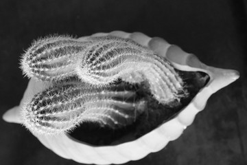 Cactus in a heart shaped ceramic pot