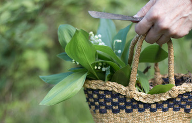 Cueillette du muguet