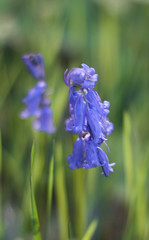Fleur bleue des bois