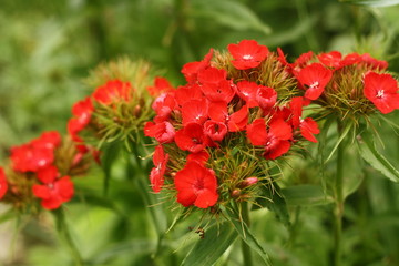 Fleur rouge