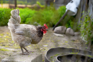 Huhn Freilauf im Garten 