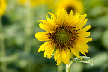 honey bees, foraging for nectar and pollen on a yellow sunflower.