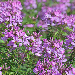 Obraz premium Spinnenblume, Spinnenpflanze, Cleome spinosa