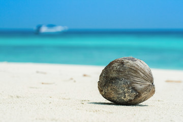 coconut on a tropical beach