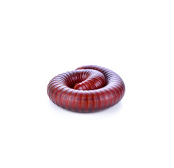Millipede isolated on a white background