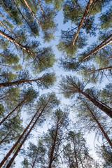 Pine forest view from bottom
