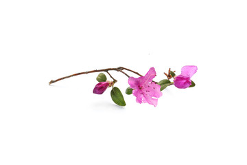 branch of rhododendron flowers isolated on white background.
purple rhododendron is blooming
